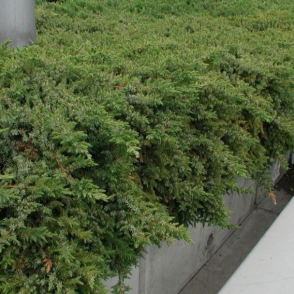 Juniperus conferta 'Emerald Sea'