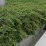Juniperus conferta 'Emerald Sea'