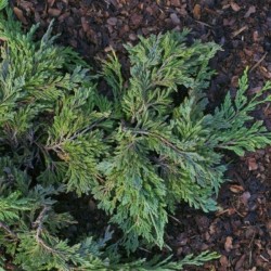 Juniperus horizontalis...