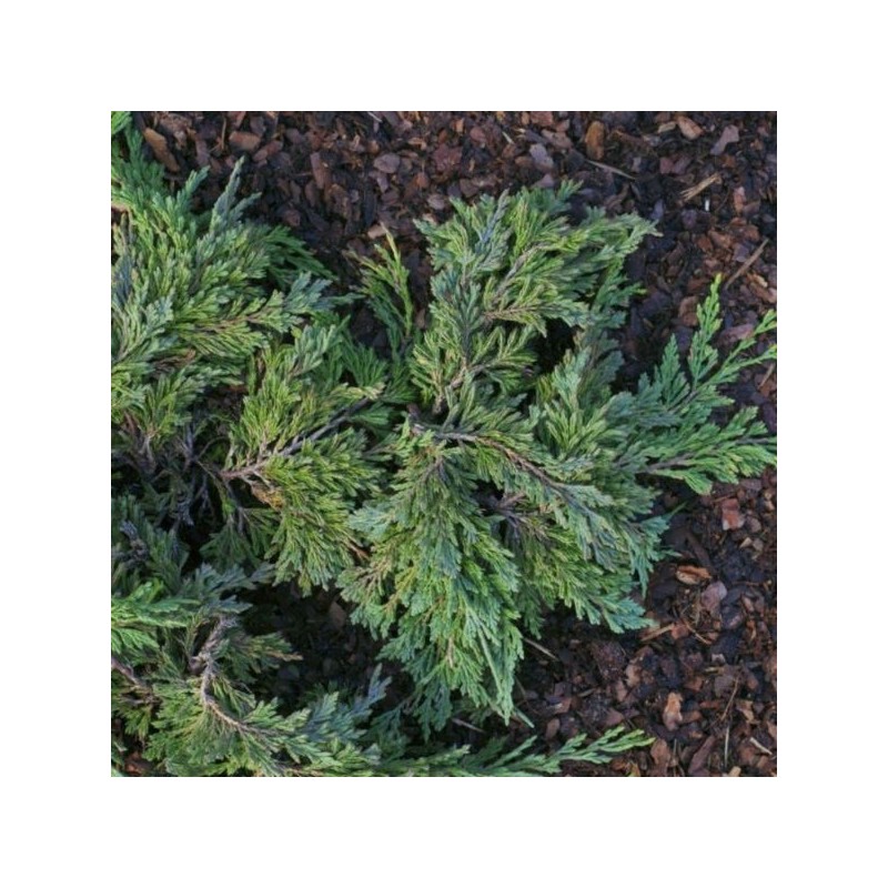 Juniperus horizontalis 'Pancake'