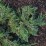 Juniperus horizontalis 'Pancake'