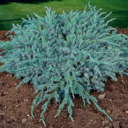Juniperus squamata 'Blue...