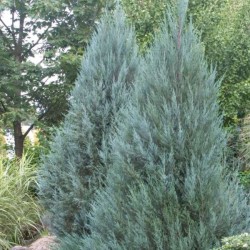 Juniperus scopulorum...