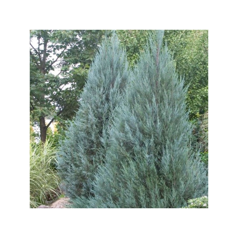 Juniperus scopulorum 'Moonglow'