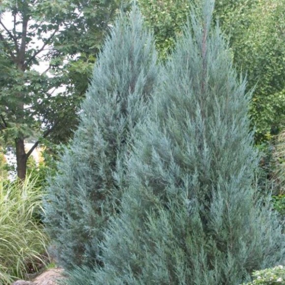 Juniperus scopulorum 'Moonglow'