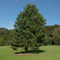 Pinus nigra