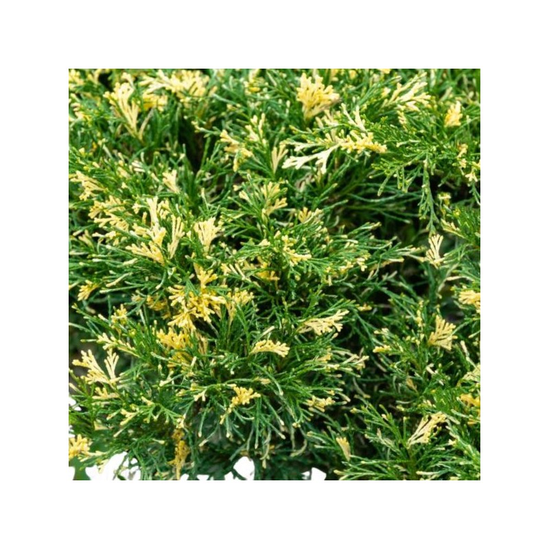 Juniperus sabina 'Variegata'