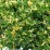 Juniperus sabina 'Variegata'