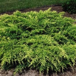 Juniperus ×pfitzeriana 'Old...