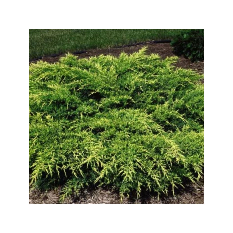 Juniperus ×pfitzeriana 'Old Gold'