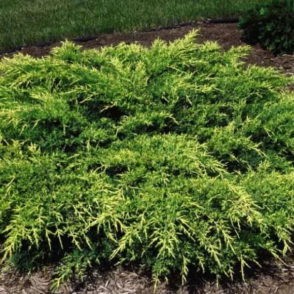 Juniperus ×pfitzeriana 'Old Gold'