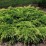 Juniperus ×pfitzeriana 'Old Gold'