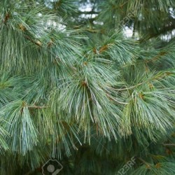 Pinus wallichiana