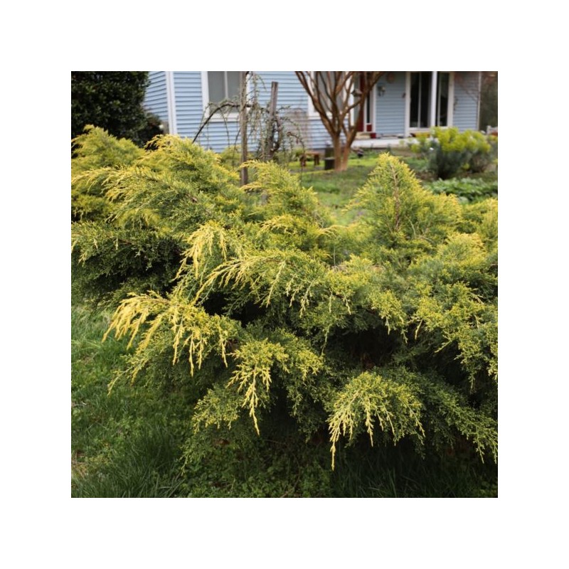 Juniperus chinensis 'Kuriwao Gold'