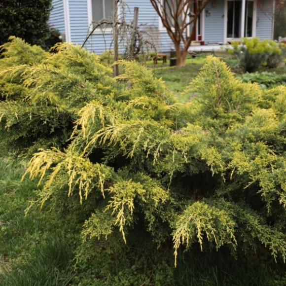Juniperus chinensis 'Kuriwao Gold'