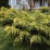 Juniperus chinensis 'Kuriwao Gold'
