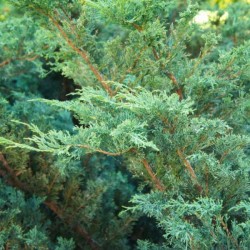 Juniperus chinensis 'Blue...