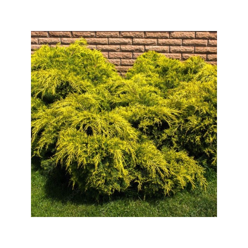 Juniperus ×pfitzeriana 'Pfitzeriana Aurea'