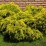 Juniperus ×pfitzeriana 'Pfitzeriana Aurea'