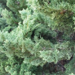 Juniperus ×pfitzeriana...