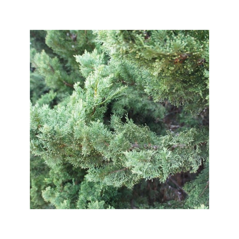 Juniperus ×pfitzeriana 'Pfitzeriana Glauca'