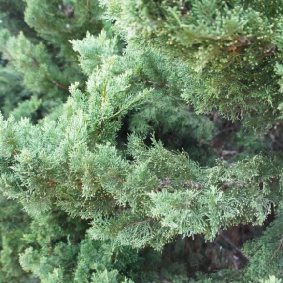 Juniperus ×pfitzeriana 'Pfitzeriana Glauca'