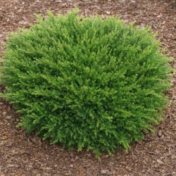 Juniperus horizontalis...