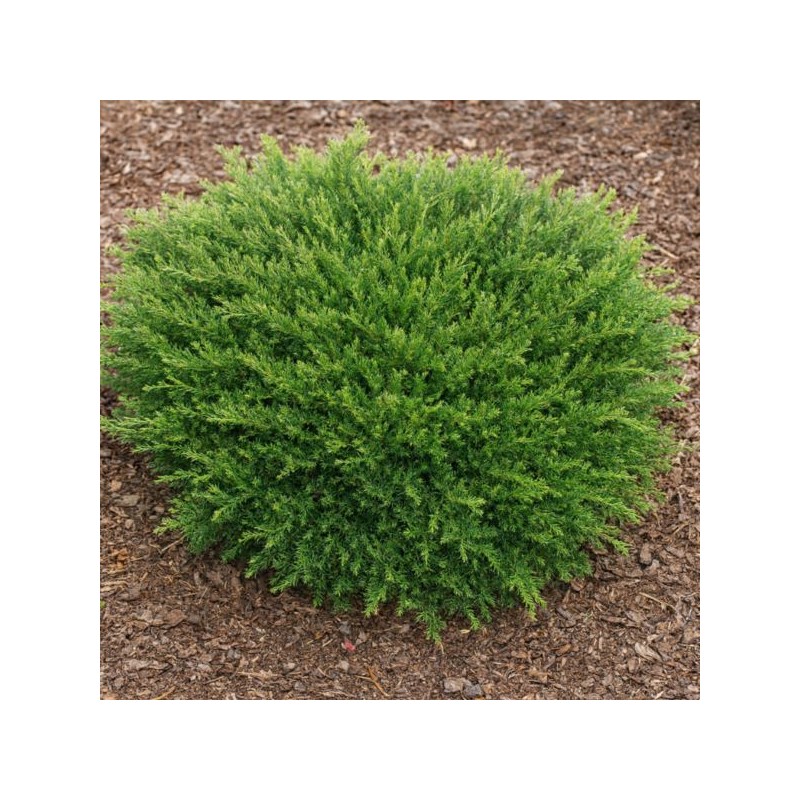 Juniperus horizontalis 'Prostrata'