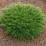 Juniperus horizontalis 'Prostrata'