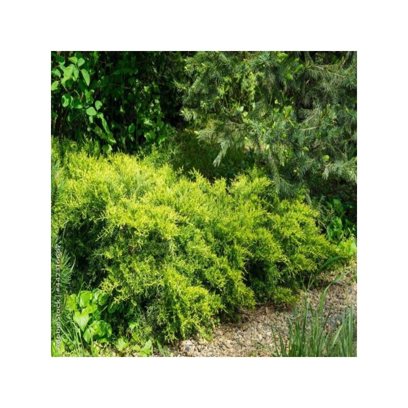 Juniperus ×pfitzeriana 'Gold Coast'