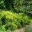 Juniperus ×pfitzeriana 'Gold Coast'