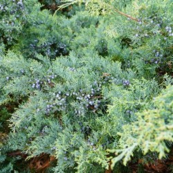 Juniperus virginiana 'Grey...