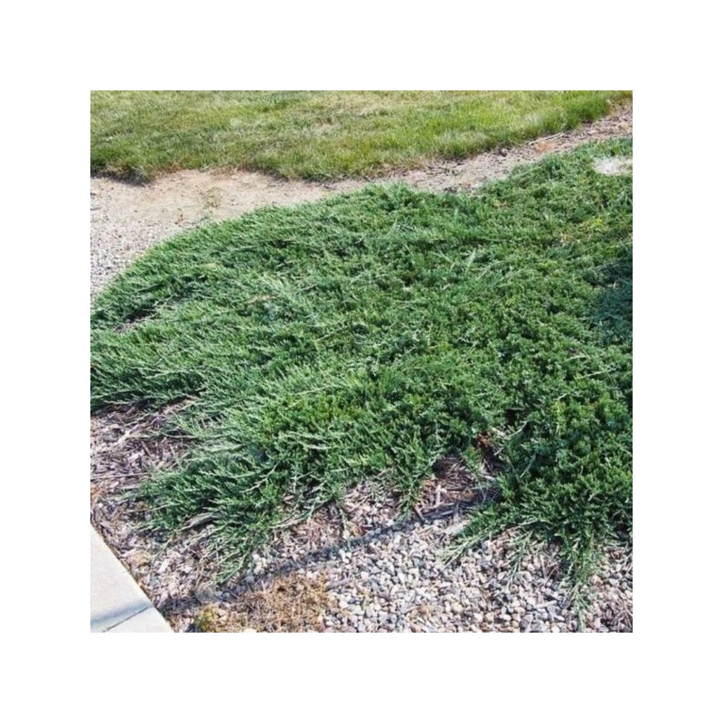 Juniperus communis 'Greenmantle'