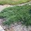 Juniperus communis 'Greenmantle'