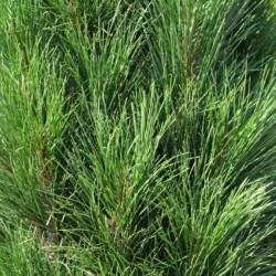 Pinus nigra 'Green Tower'