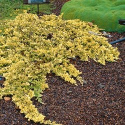 Juniperus horizontalis...