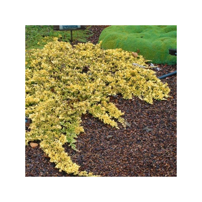 Juniperus horizontalis 'Mother Lode'