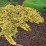 Juniperus horizontalis 'Mother Lode'