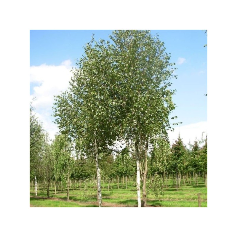 Betula utilis 'Doorenbos'