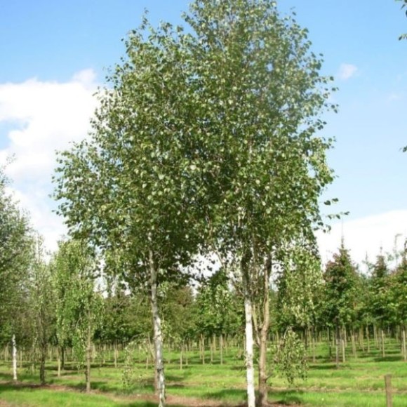 Betula utilis 'Doorenbos'