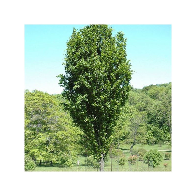 Fagus sylvatica 'Dawyck'