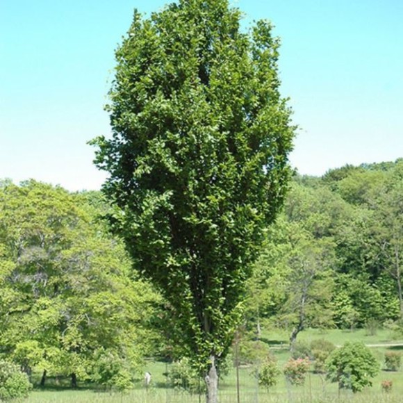 Fagus sylvatica 'Dawyck'