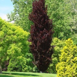 Fagus sylvatica 'Dawyck Purple'