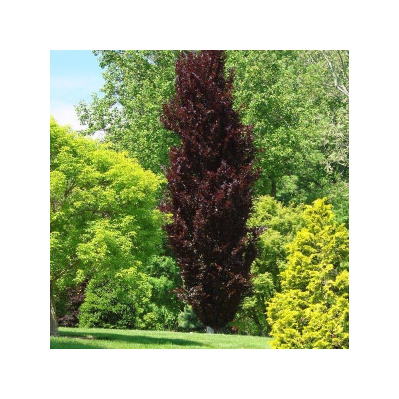 Fagus sylvatica 'Dawyck Purple'