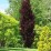 Fagus sylvatica 'Dawyck Purple'