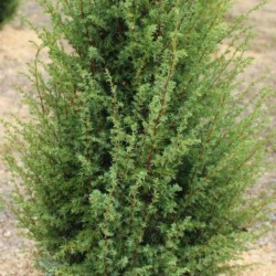 Juniperus chinensis 'Obelisk'