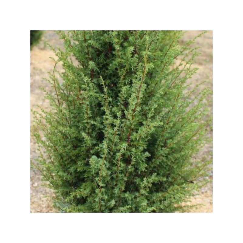 Juniperus chinensis 'Obelisk'