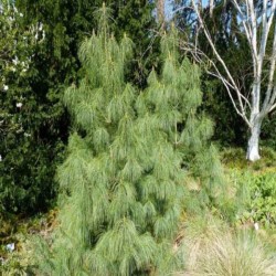 Pinus wallichiana 'Densa Hill'