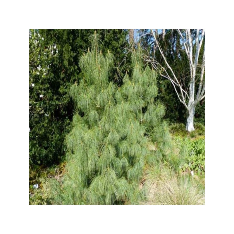 Pinus wallichiana 'Densa Hill'