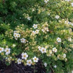 Potentilla fruticosa...